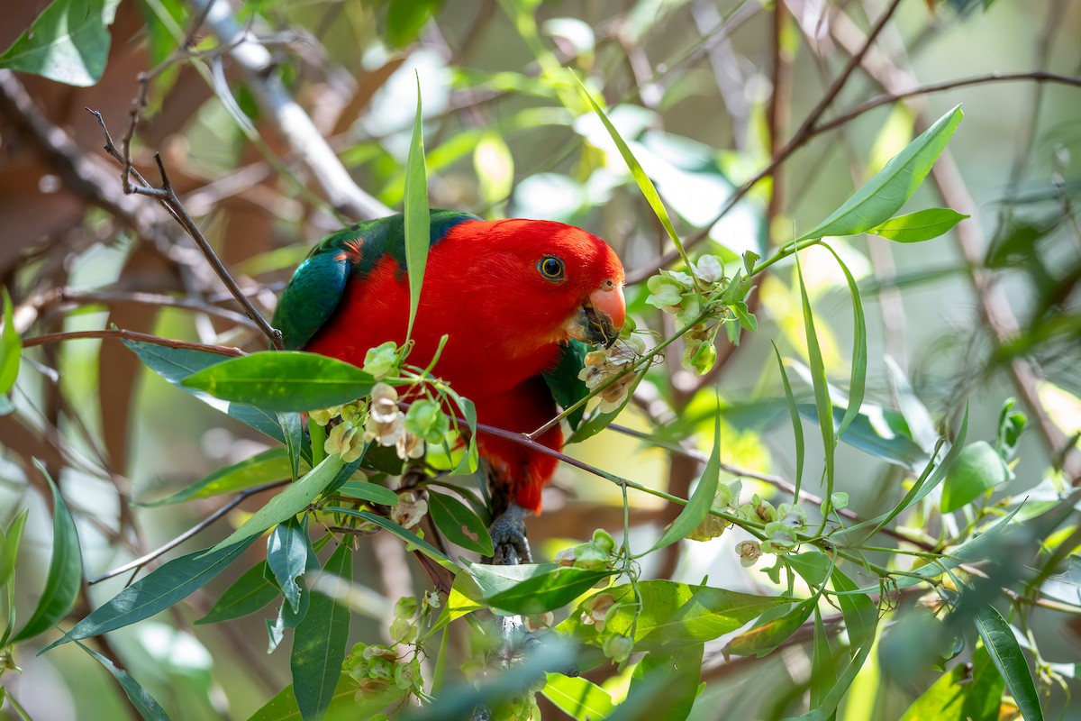 Australian King-Parrot - ML643686753