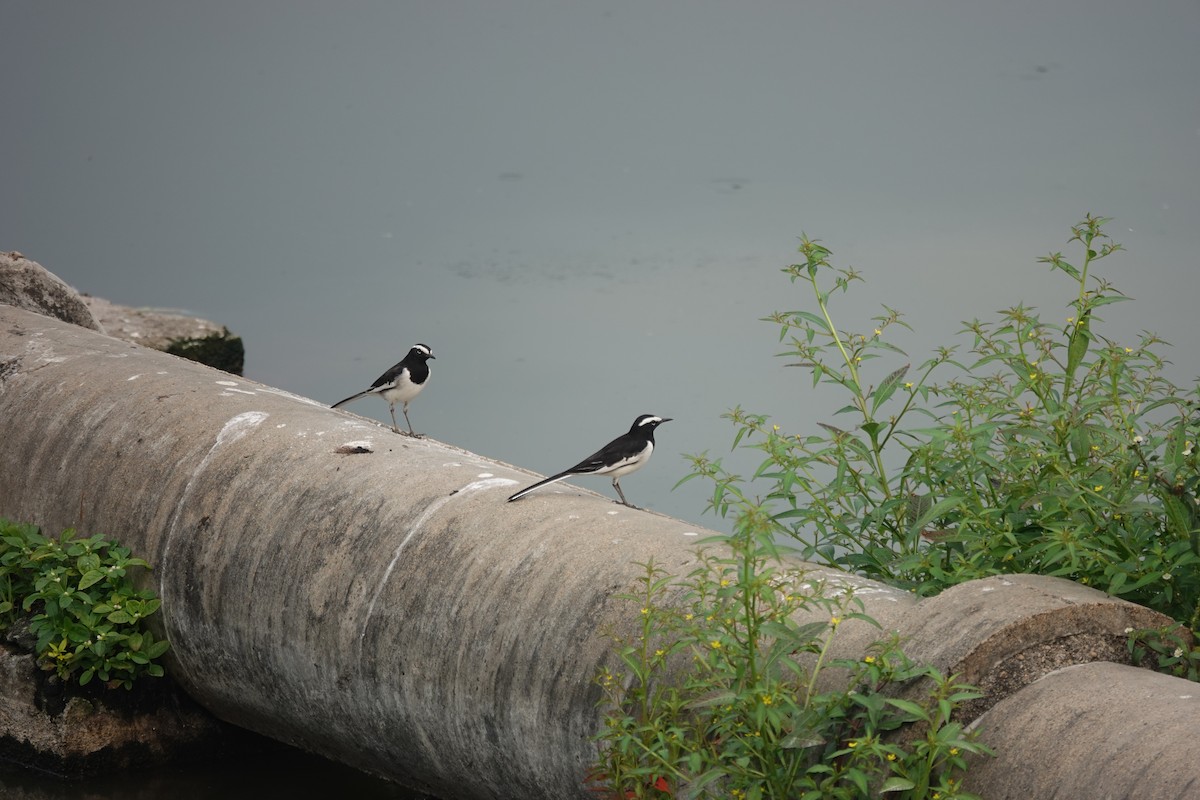 White-browed Wagtail - ML643686773