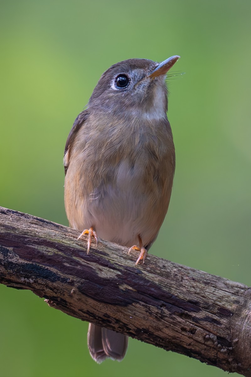 Brown-breasted Flycatcher - ML643686784