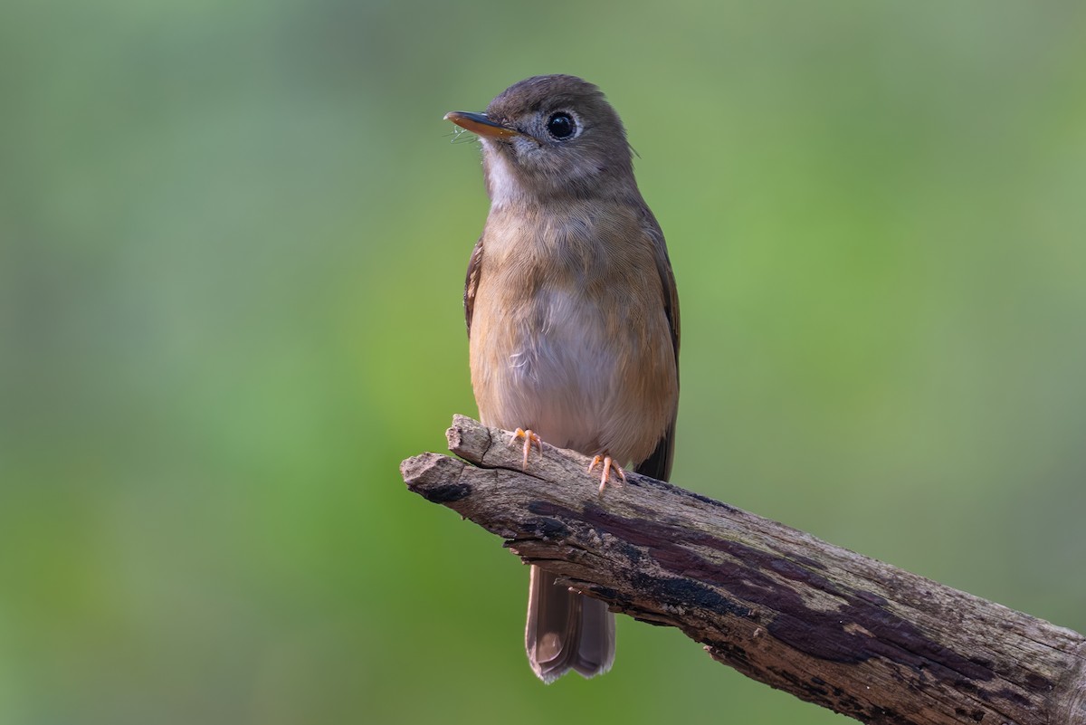 Brown-breasted Flycatcher - ML643686785