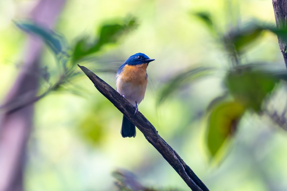 Tickell's Blue Flycatcher - ML643686794