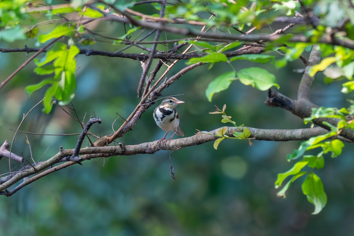 Forest Wagtail - ML643686800