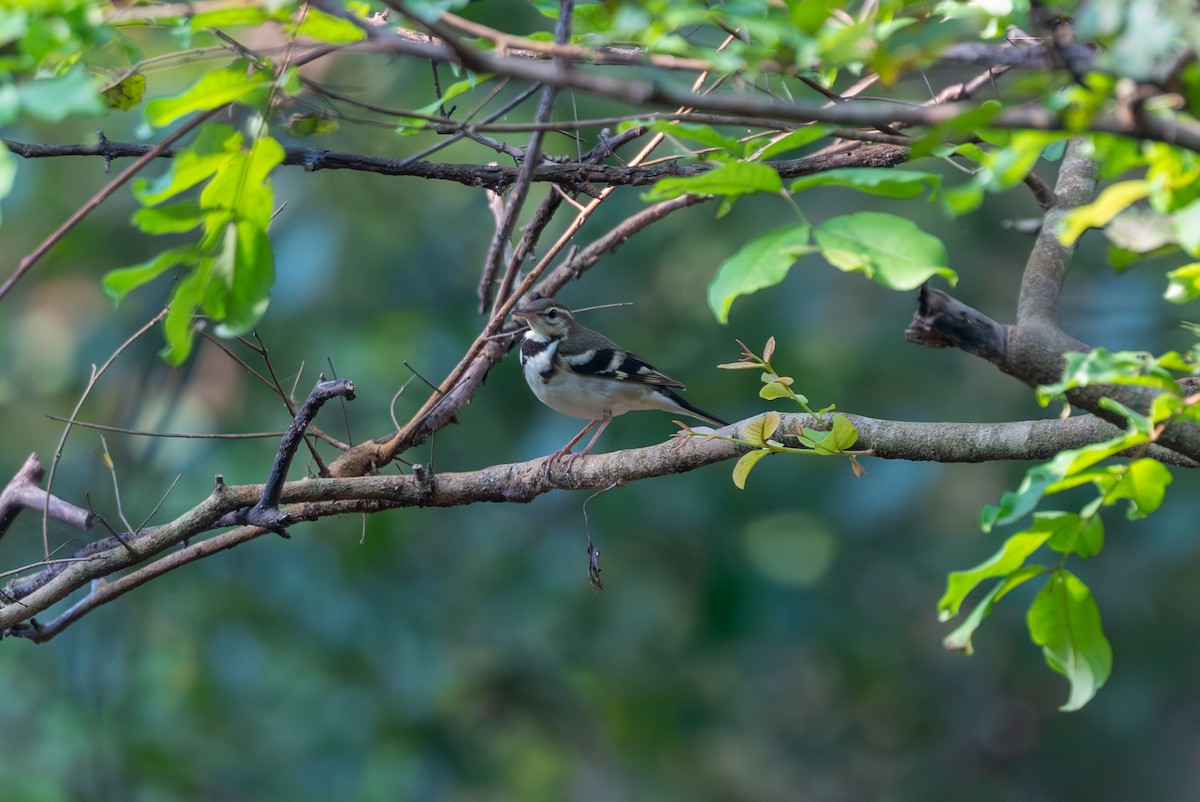 Forest Wagtail - ML643686801