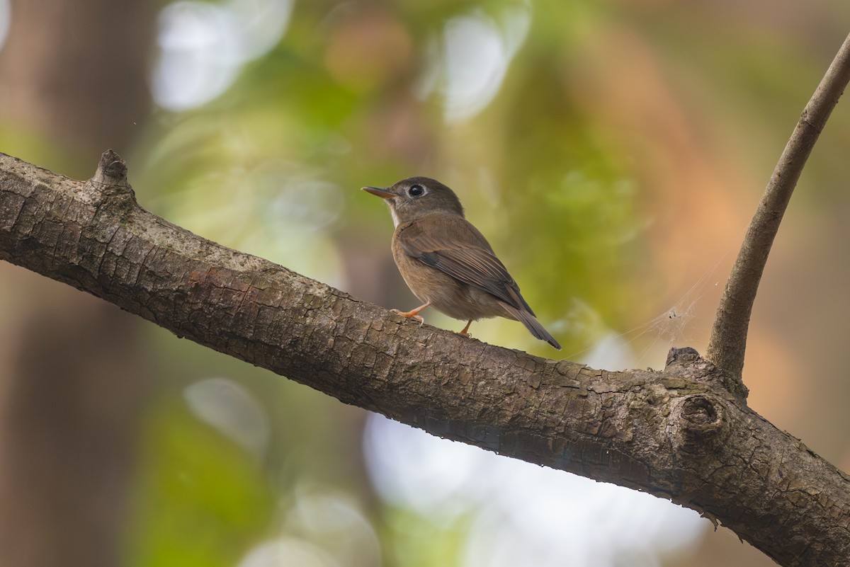 Brown-breasted Flycatcher - ML643686804