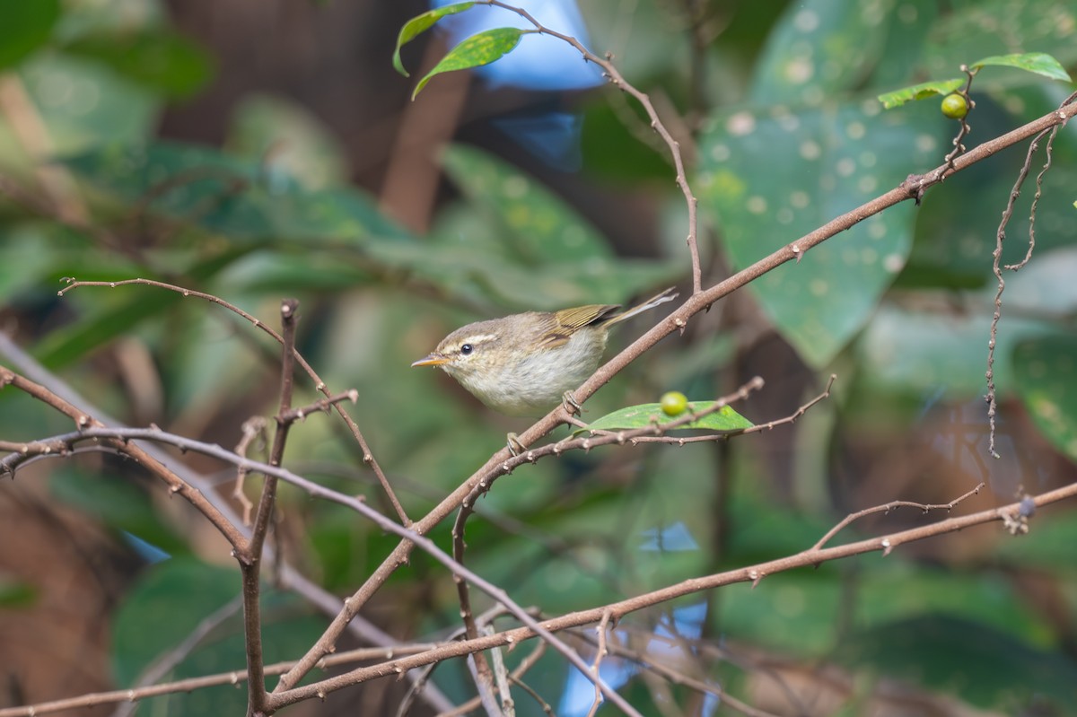 Greenish Warbler - ML643686810