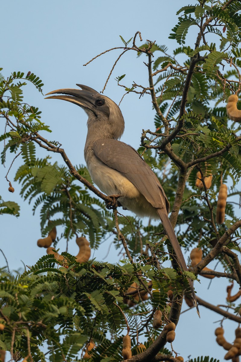 Indian Gray Hornbill - ML643686814