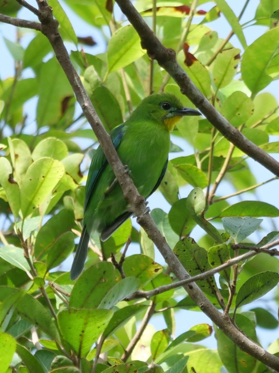 Yellow-throated Leafbird - ML643686820