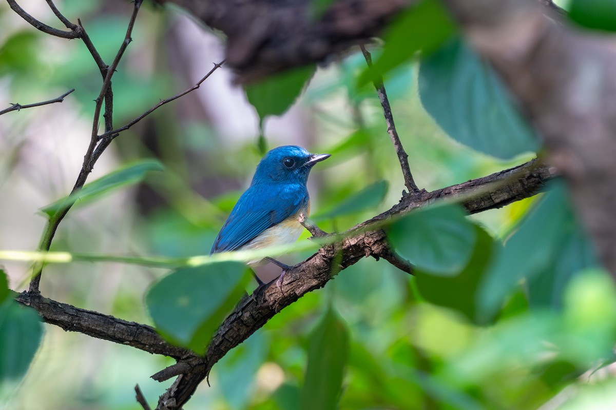 Blue-throated Flycatcher - ML643686823