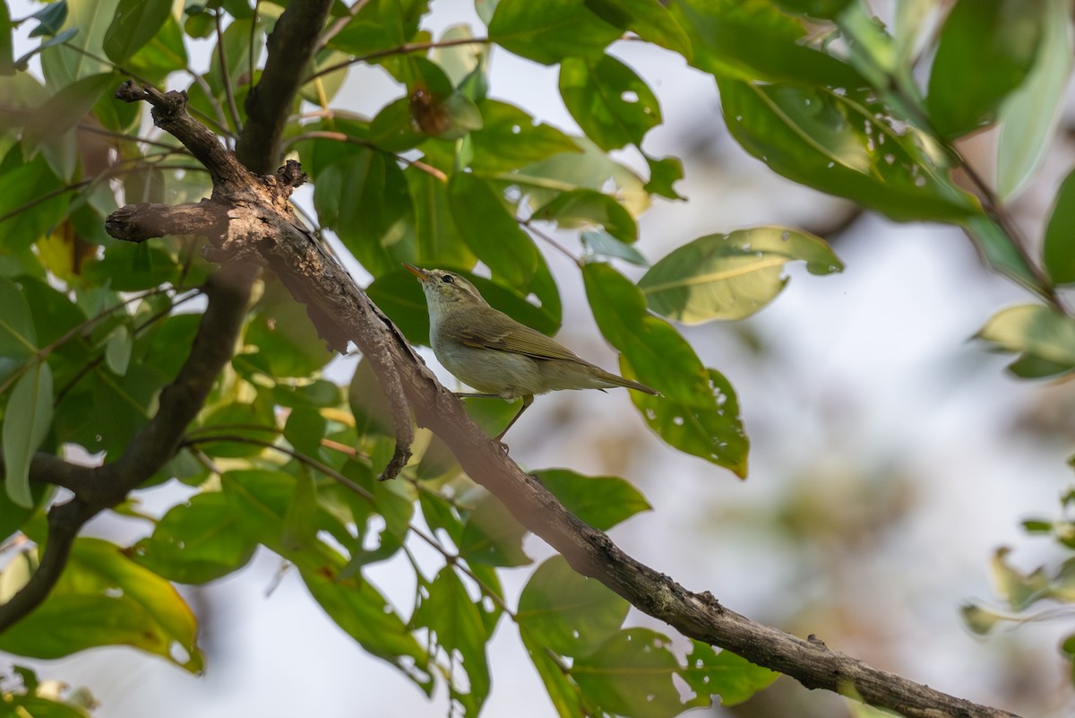 Greenish Warbler - ML643686829