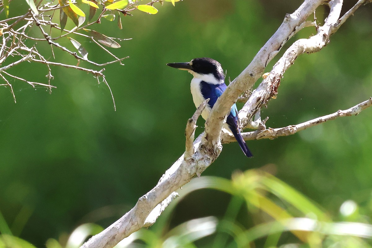 Forest Kingfisher - ML643686831
