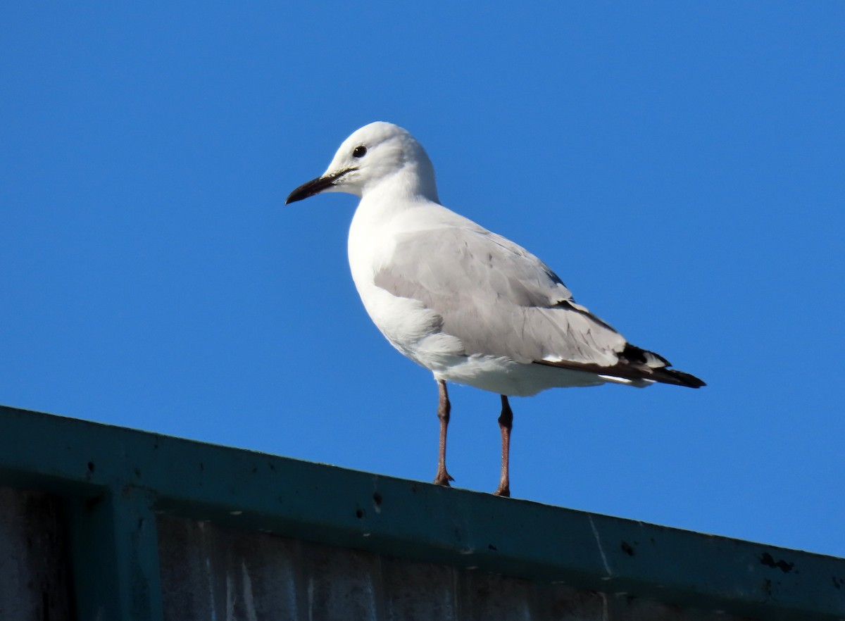 Hartlaub's Gull - ML643686834