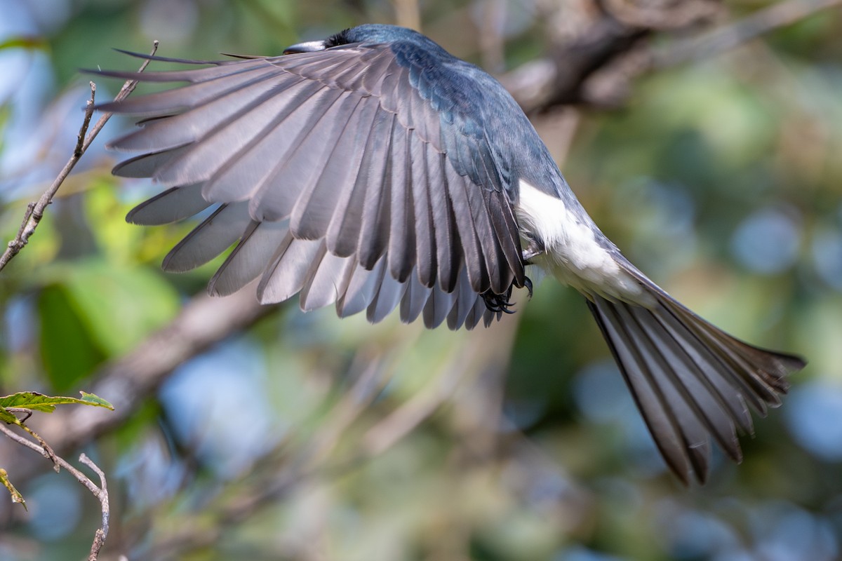 White-bellied Drongo - ML643686835