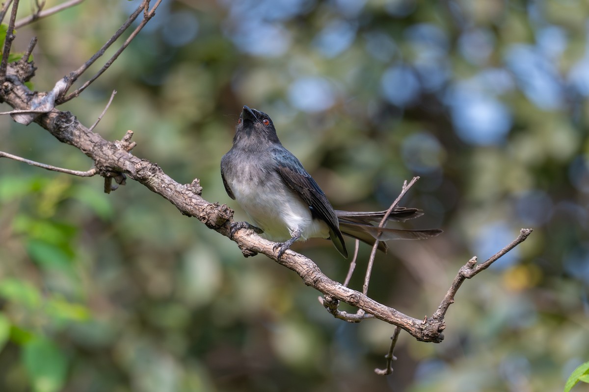 White-bellied Drongo - ML643686836