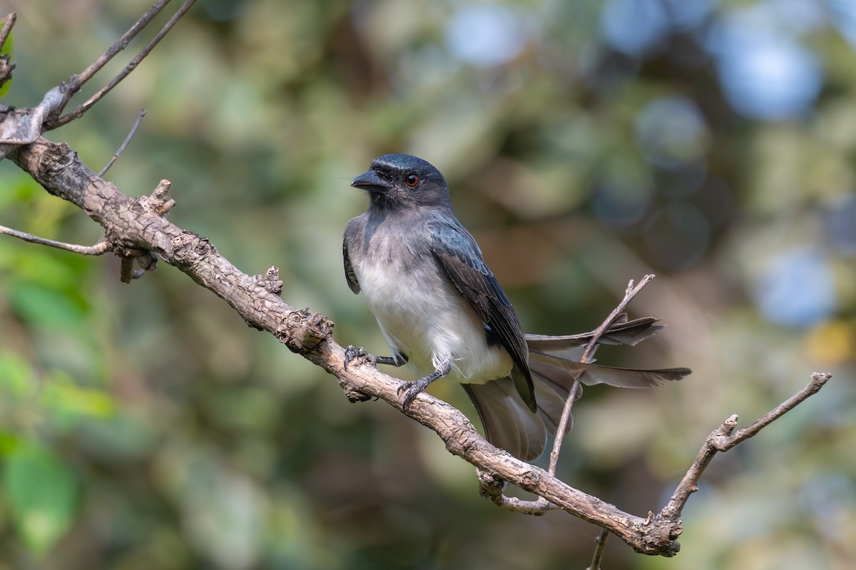 White-bellied Drongo - ML643686837