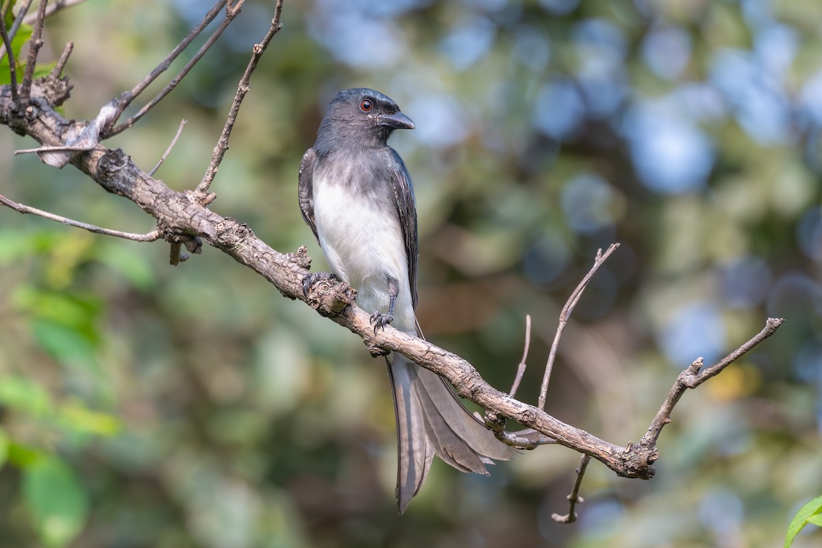 White-bellied Drongo - ML643686838