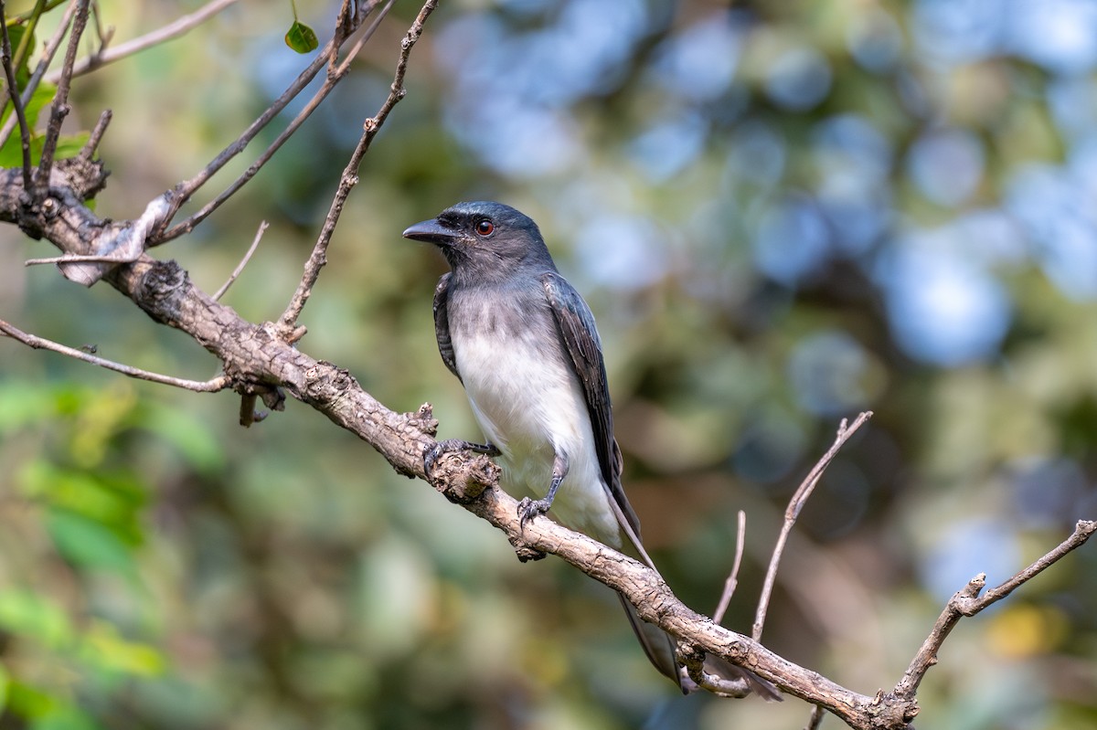 White-bellied Drongo - ML643686839