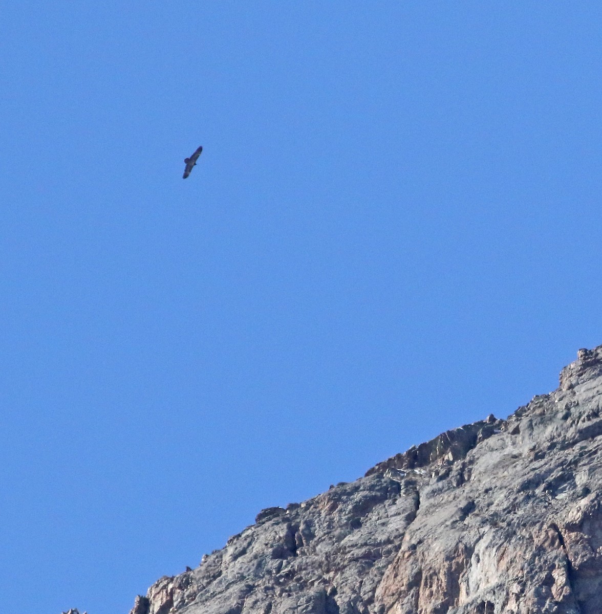 Bearded Vulture - ML643686840