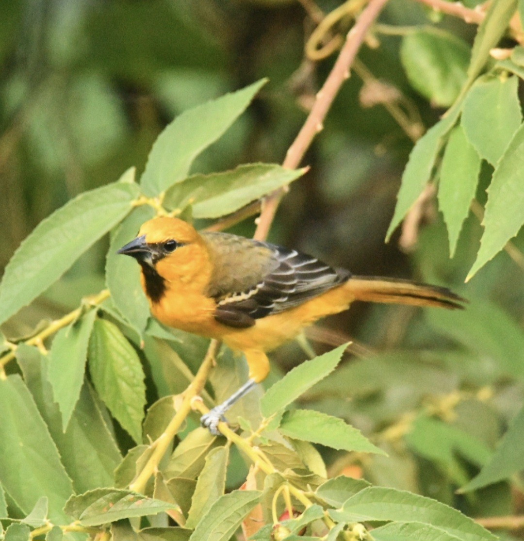 Altamira Oriole - ML643686856