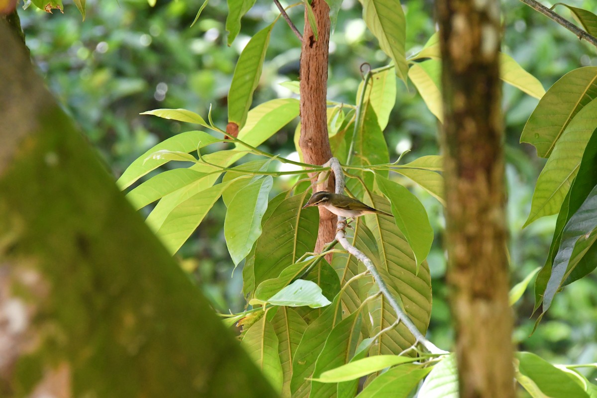 Eastern Crowned Warbler - ML643686866