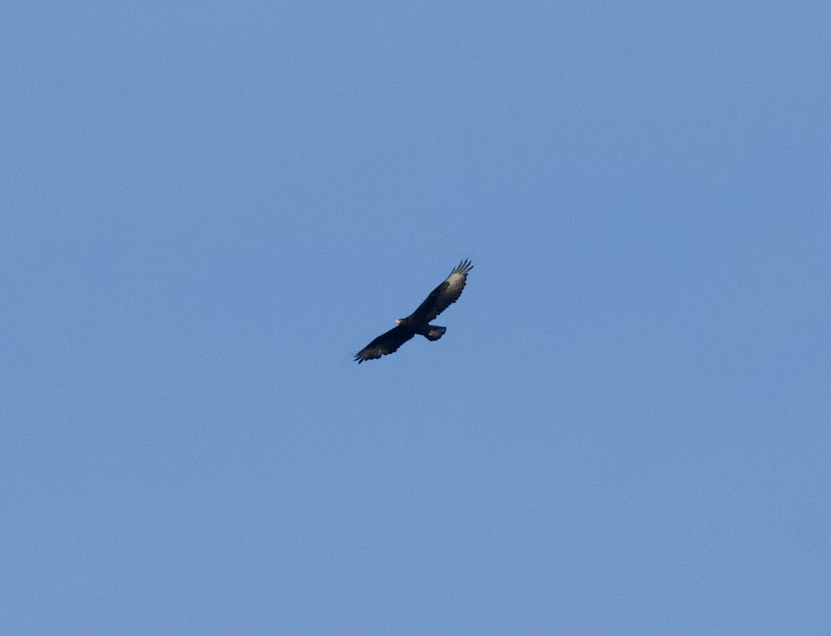 Verreaux's Eagle - ML643686879