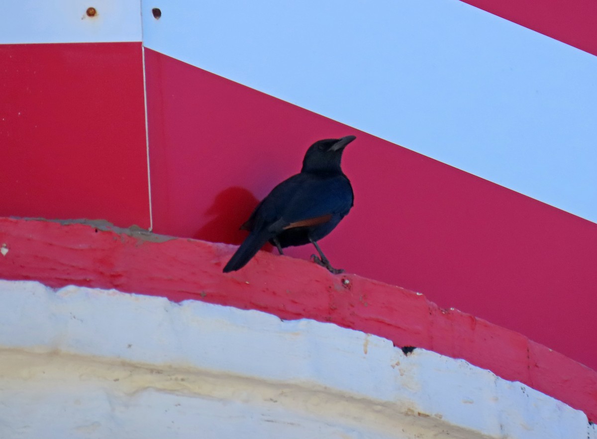 Red-winged Starling - ML643686887