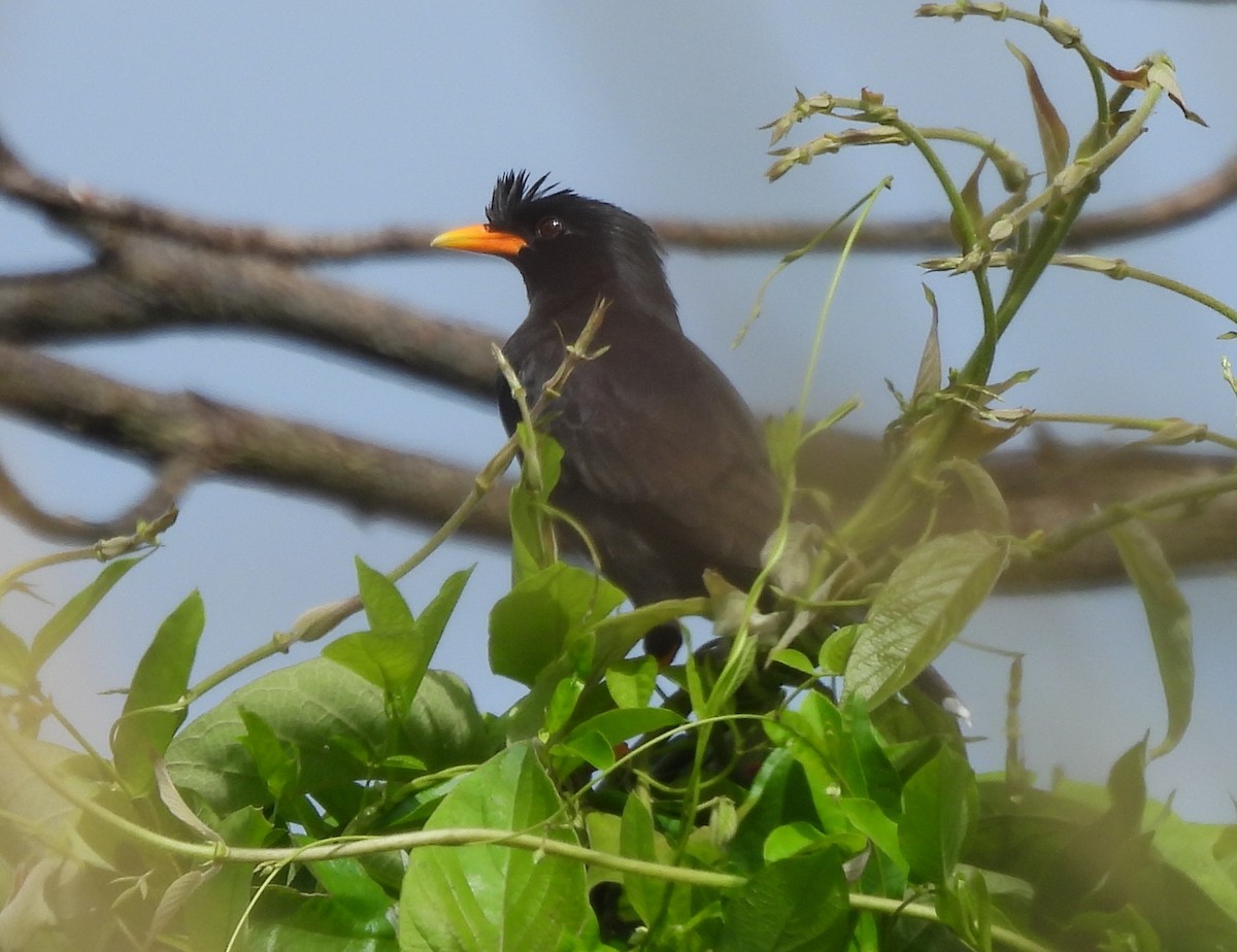 Great Myna - ML643686888