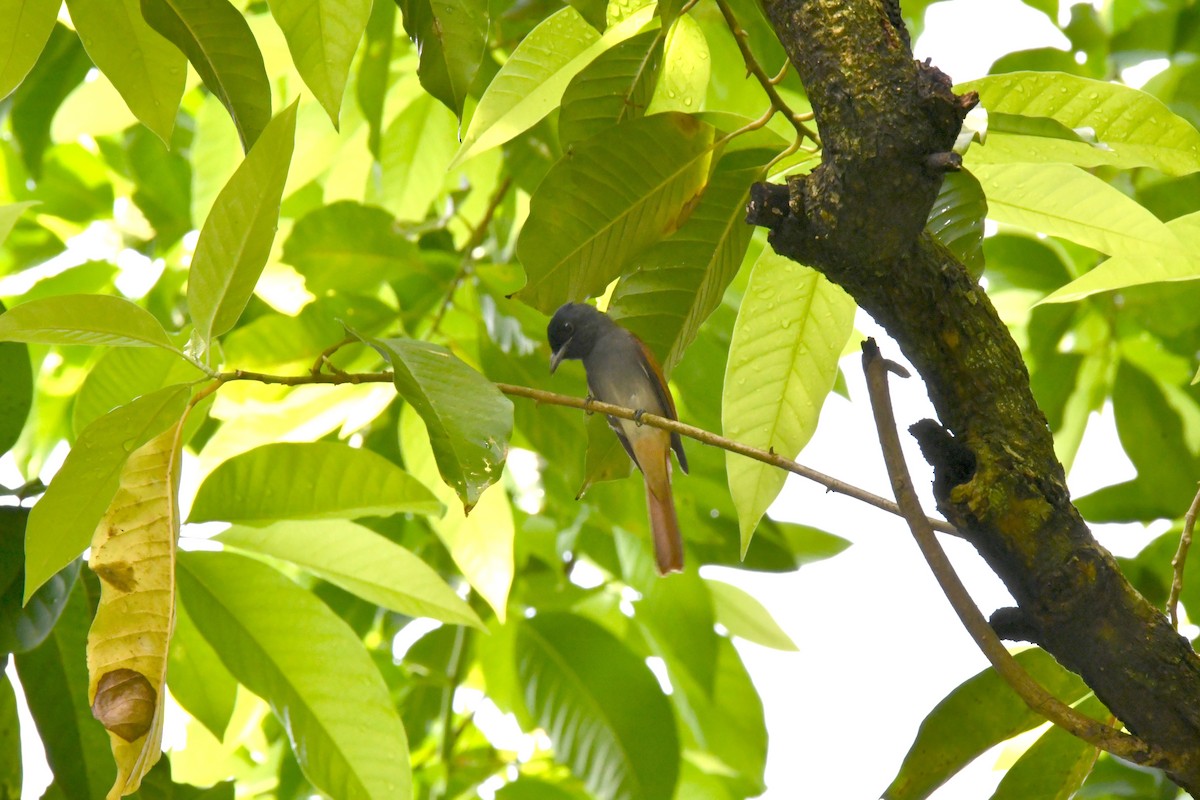 Amur/Blyth's Paradise-Flycatcher - ML643686889