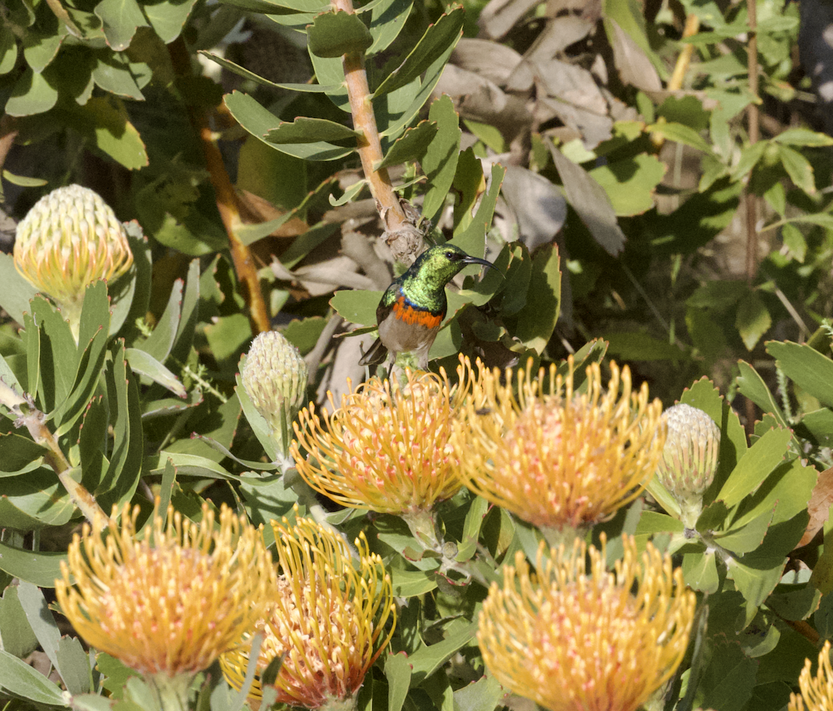 Southern Double-collared Sunbird - ML643686893