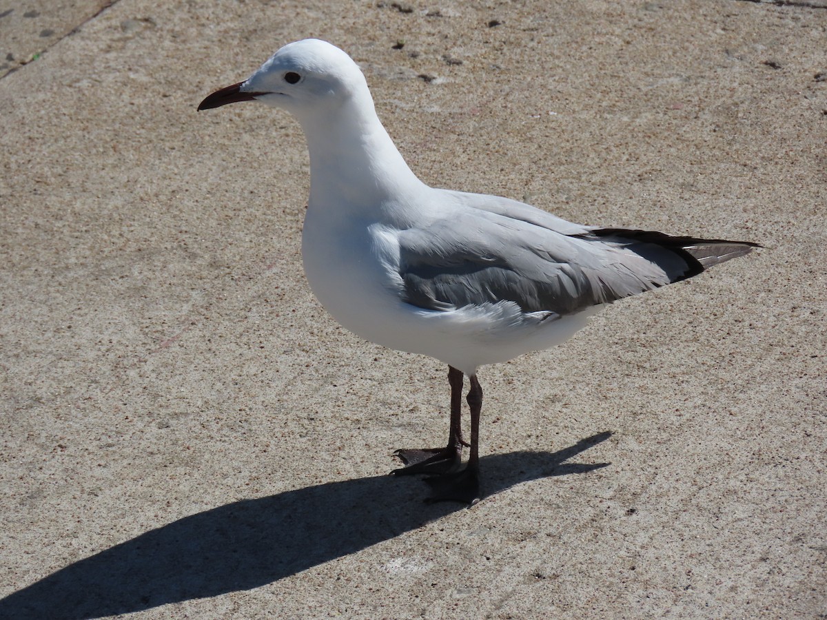 Hartlaub's Gull - ML643686908