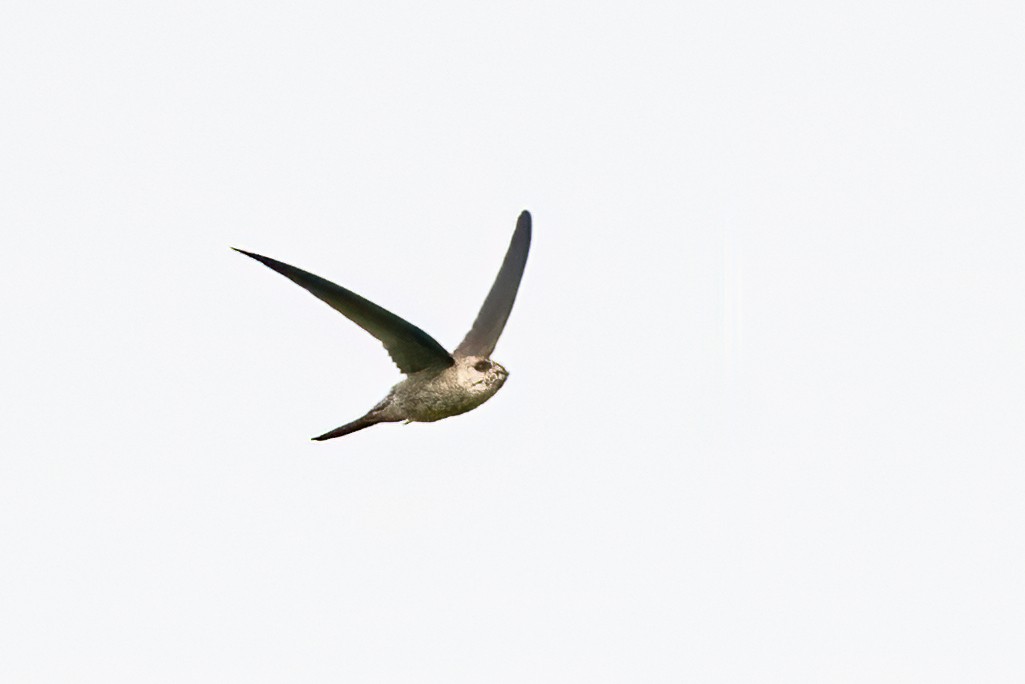 アジアヤシアマツバメ - ML643686919