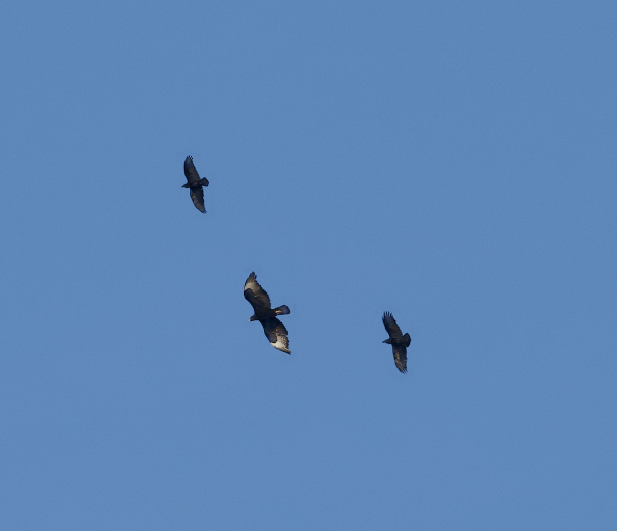 Verreaux's Eagle - ML643686920