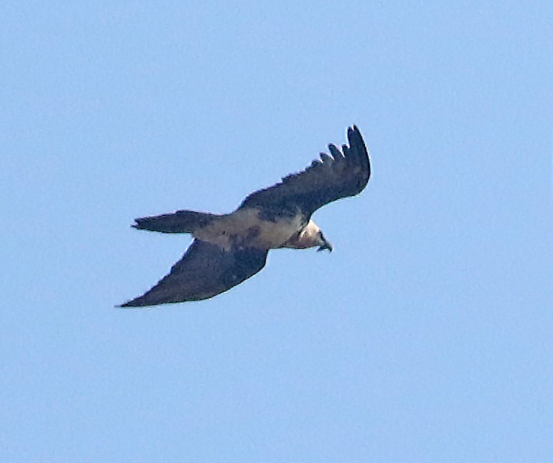 Bearded Vulture - ML643686930