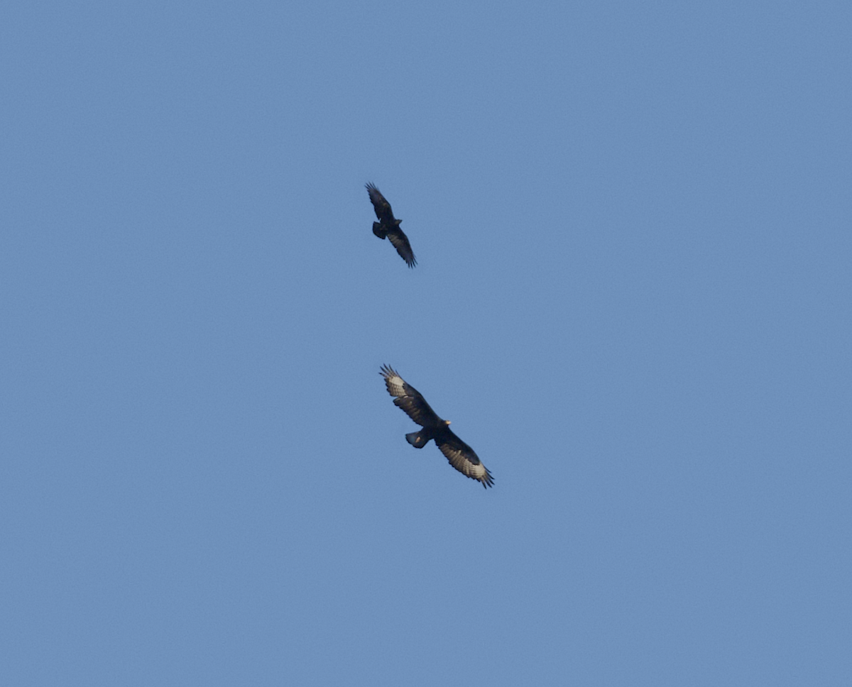 Verreaux's Eagle - ML643686932