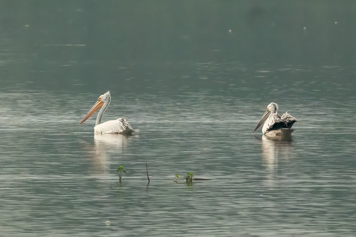 Spot-billed Pelican - ML643686959