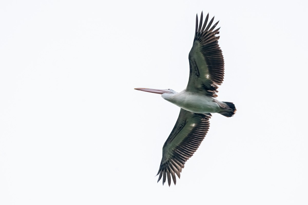 Spot-billed Pelican - ML643686962