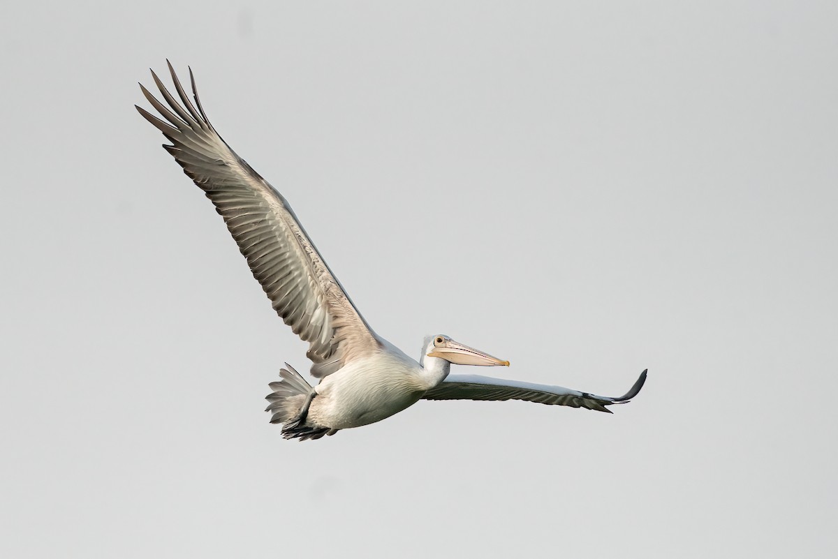 Spot-billed Pelican - ML643686963