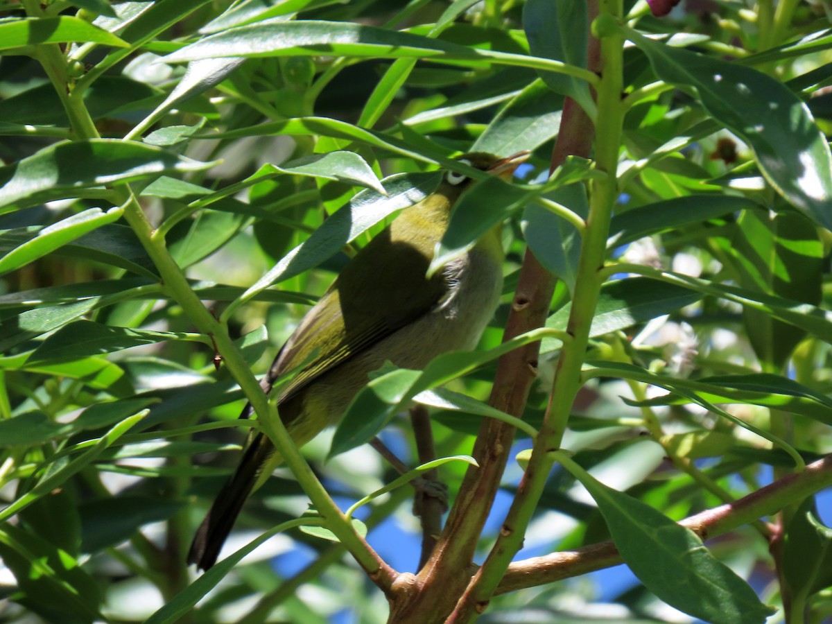 Cape White-eye - ML643687002