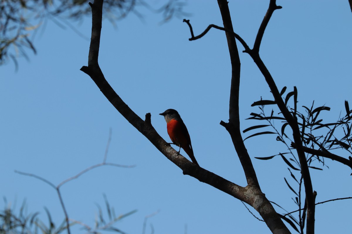 Gray-chinned Minivet - ML643687004