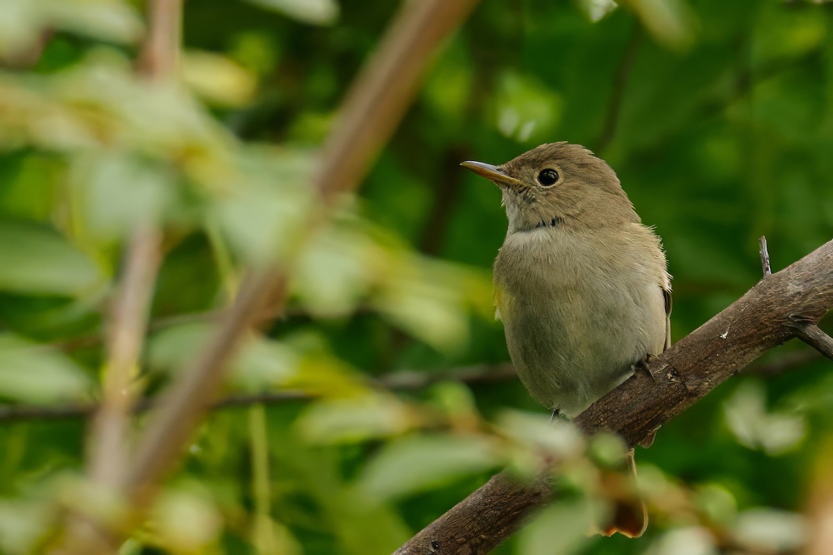 Rusty-tailed Flycatcher - ML643687017