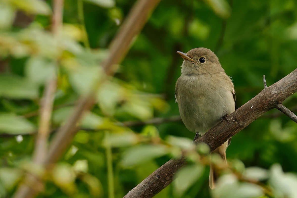 Rusty-tailed Flycatcher - ML643687018