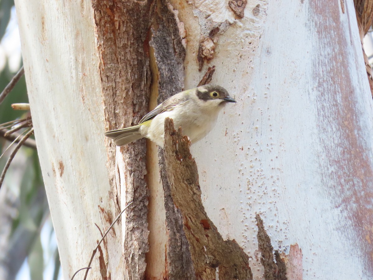 Brown-headed Honeyeater - ML643687023
