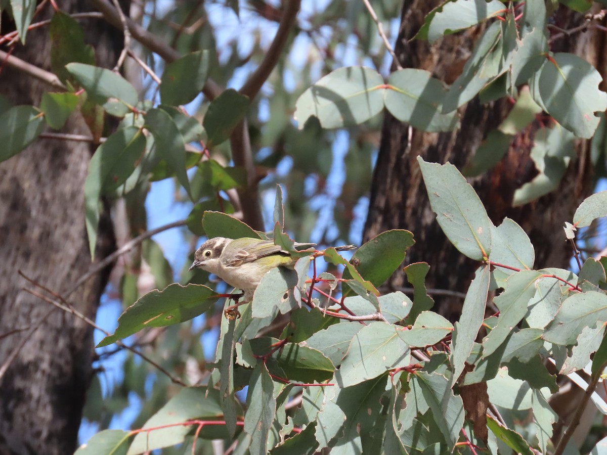 Brown-headed Honeyeater - ML643687024