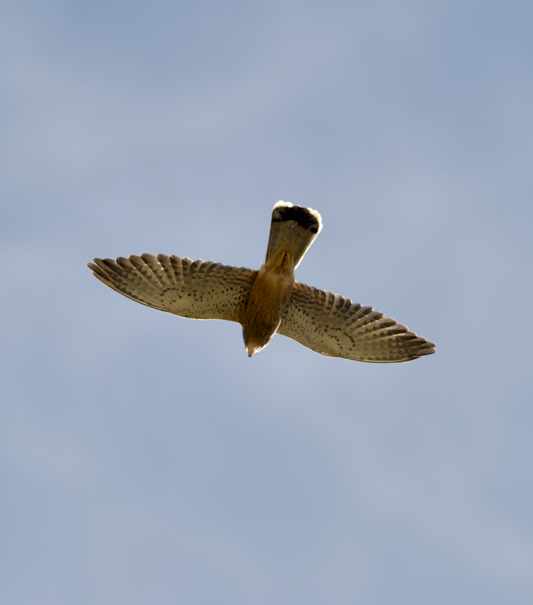 Rock Kestrel - ML643687025