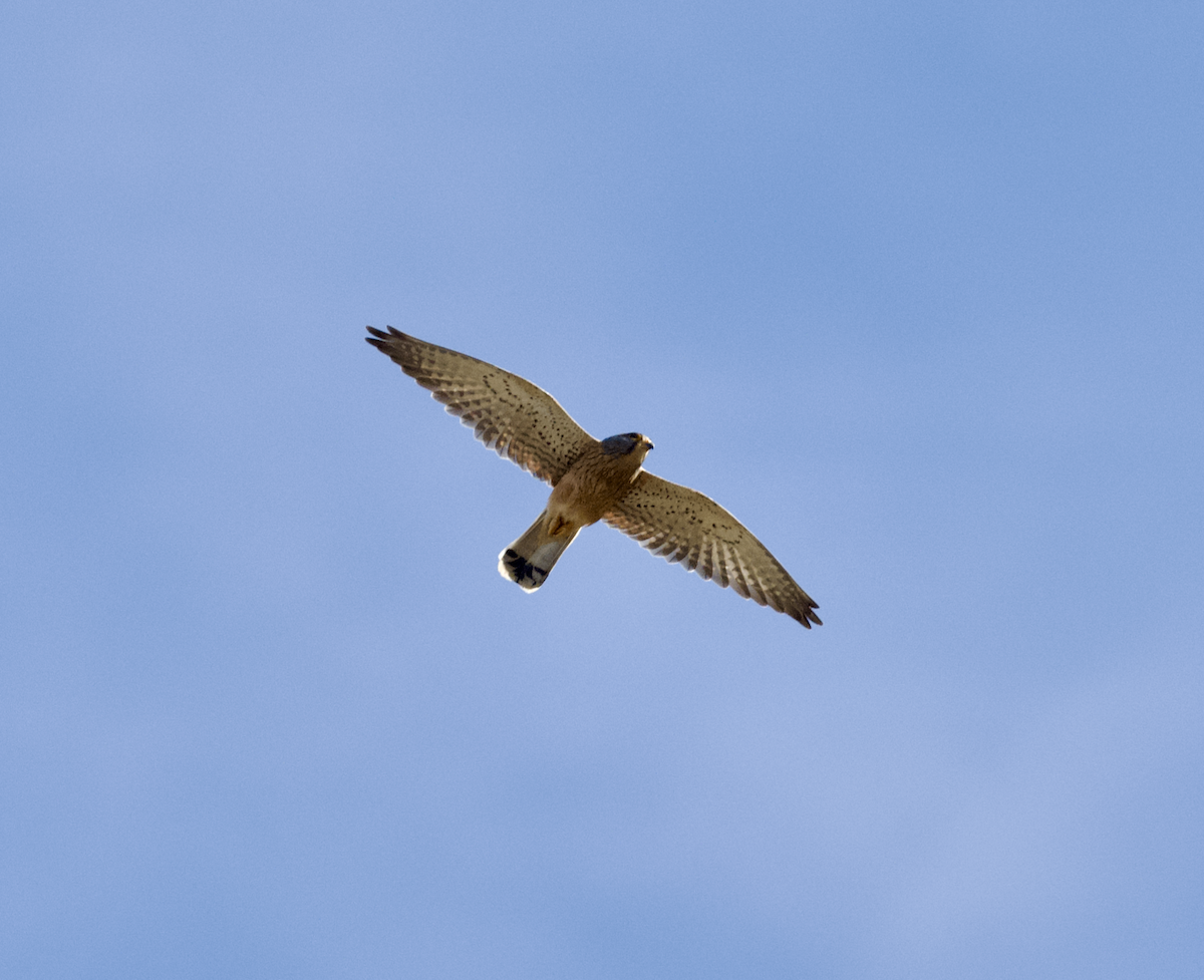 Rock Kestrel - ML643687026