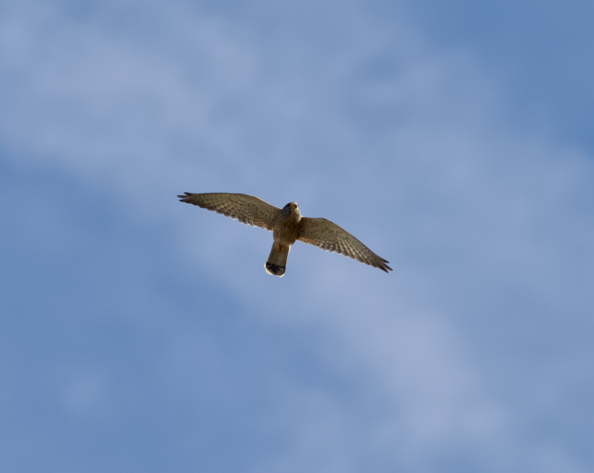 Rock Kestrel - ML643687027