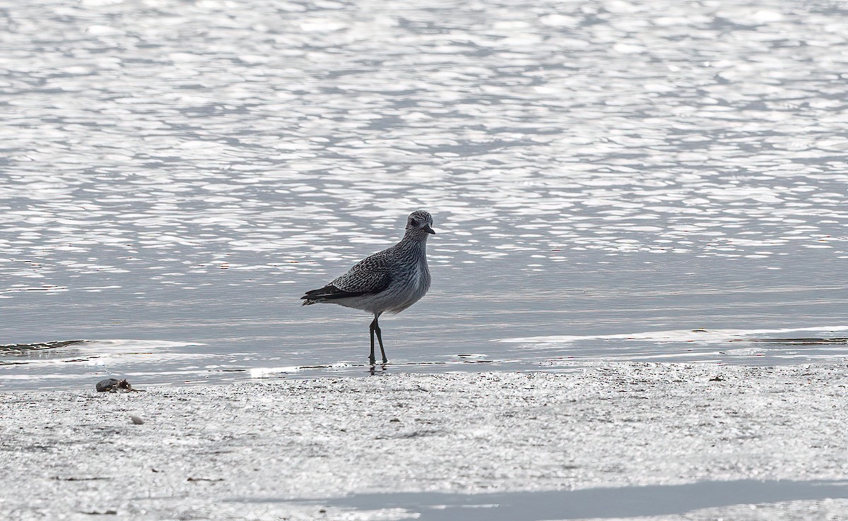 Black-bellied Plover - ML643687034