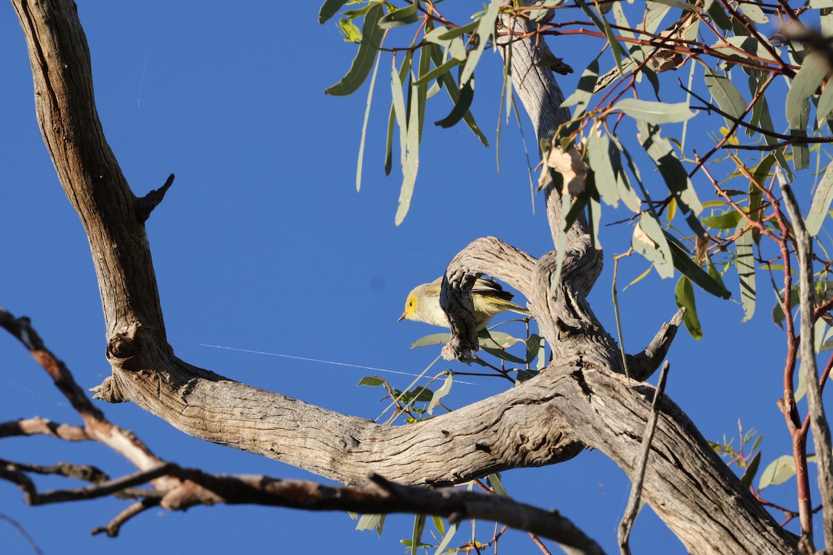 White-plumed Honeyeater - ML643687042