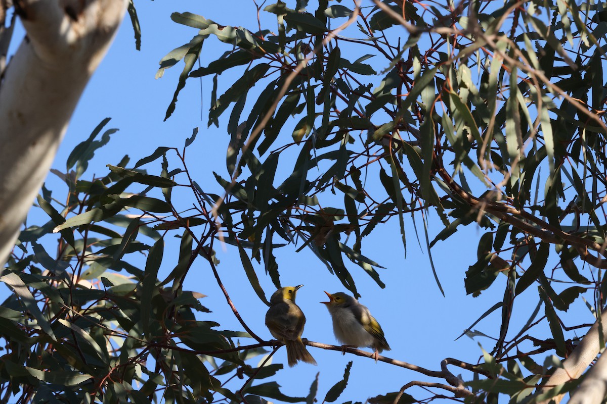 White-plumed Honeyeater - ML643687044
