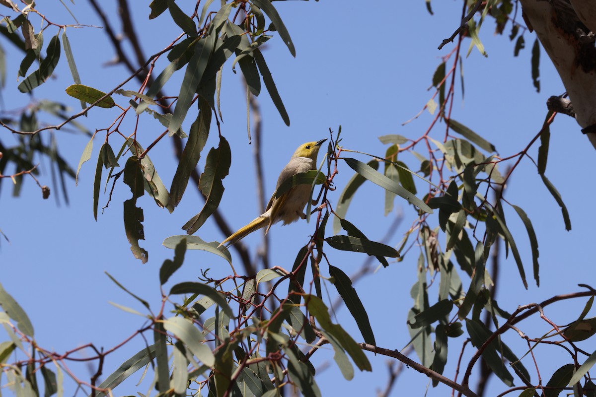 White-plumed Honeyeater - ML643687048