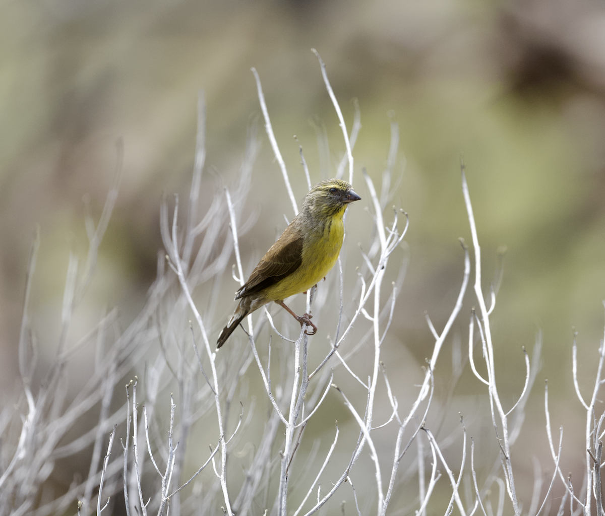 Cape Siskin - ML643687068
